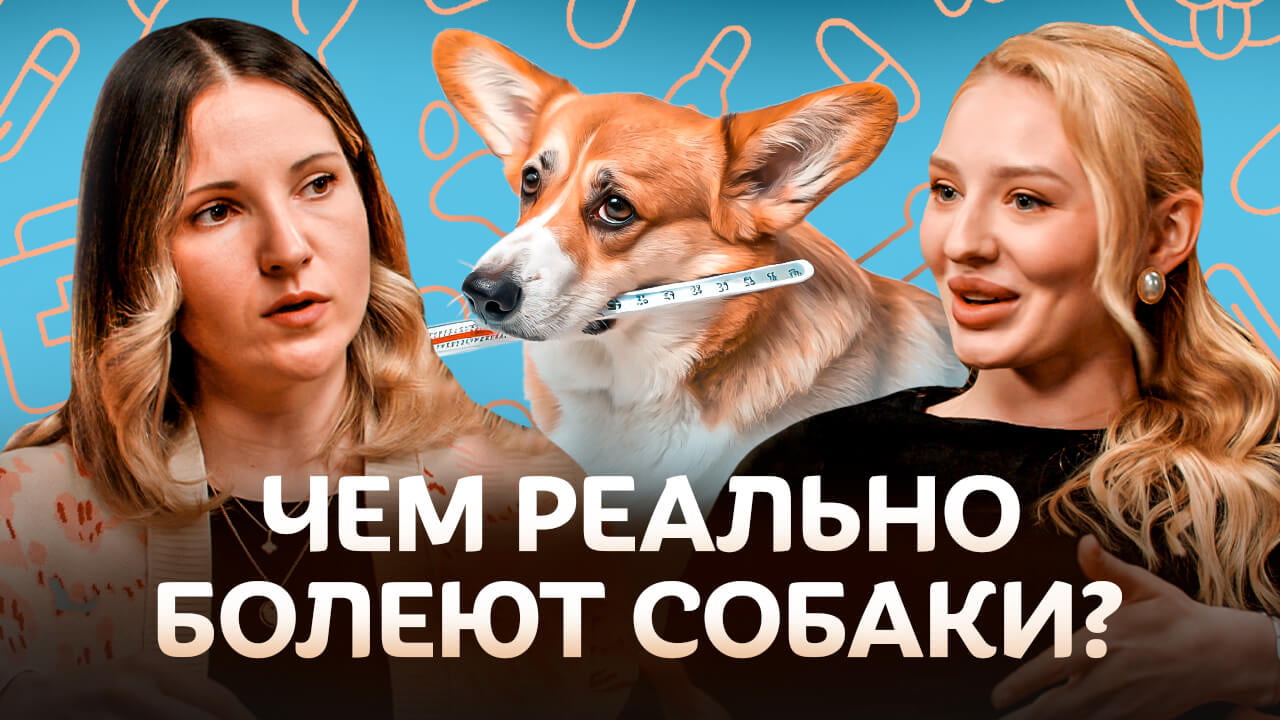 Чем реально болеют собаки?