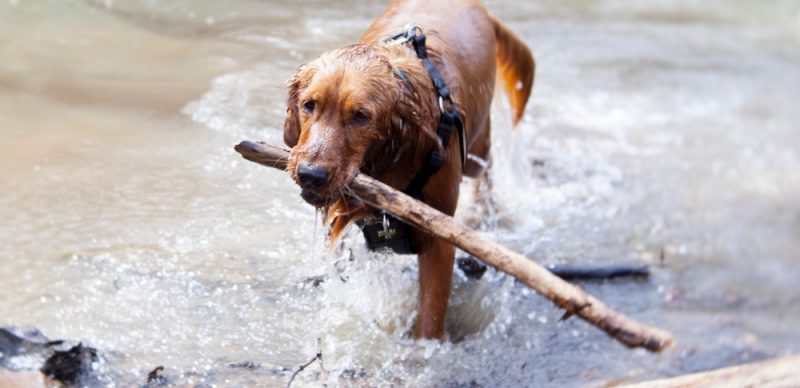 the dog is swimming