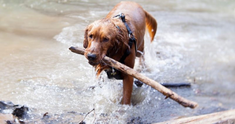 the dog is swimming