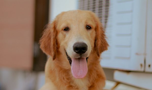 dog and conditioner