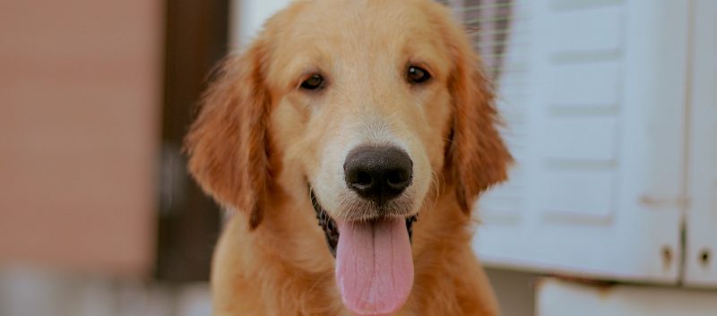 dog and conditioner