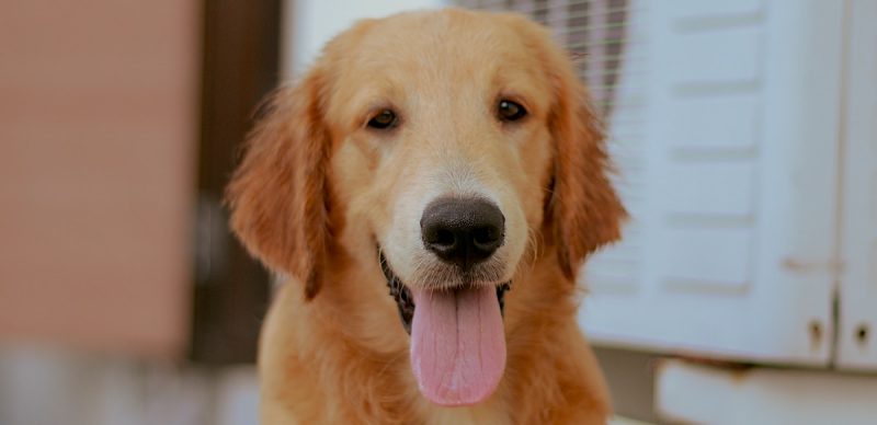dog and conditioner