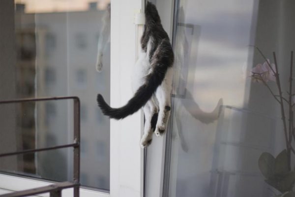 cat-stuck
