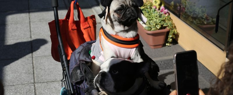 pug-dog