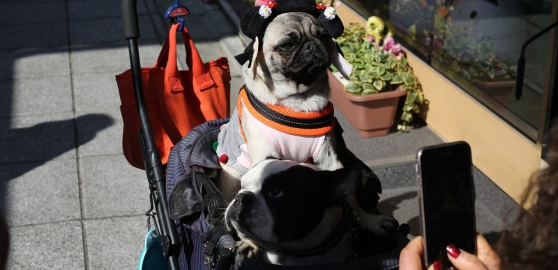 pug-dog