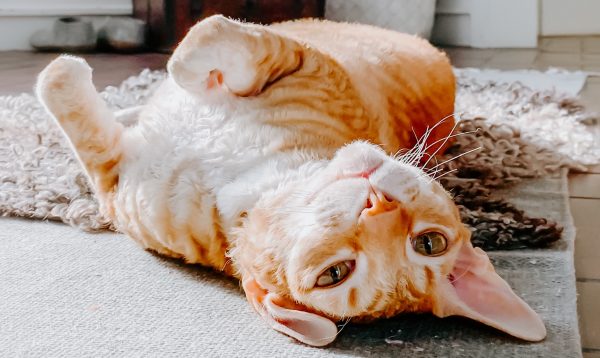 cats