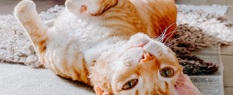 cats