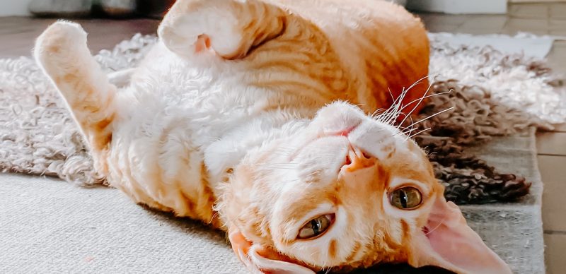 cats