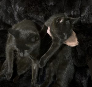 Основы гигиены