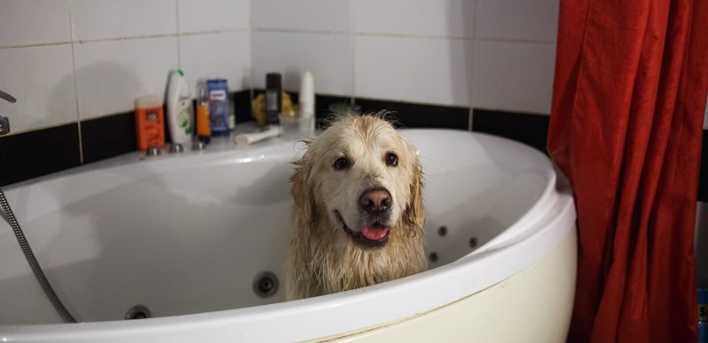 Funny dog