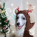 gift-for-dog-lovers