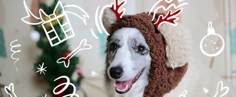 gift-for-dog-lovers