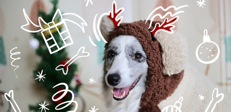 gift-for-dog-lovers