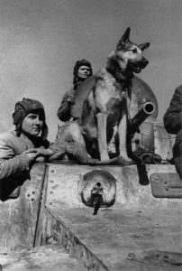 Dogs_in_war