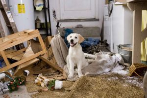 Marley and me